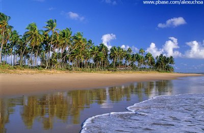 Coqueiral na pennsula de Mara, Bahia