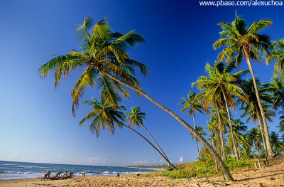 Chegada de jangada na praia do cassange.jpg