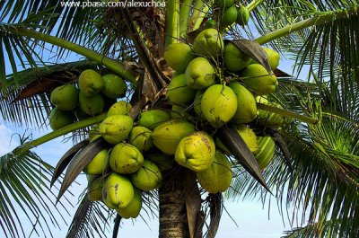 Cacho abarrotado de coco