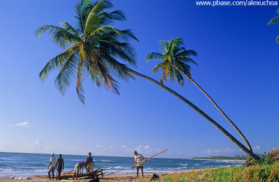 Chegada de jangadas na Praia do Cassange, Pennsula do Mara, Bahia