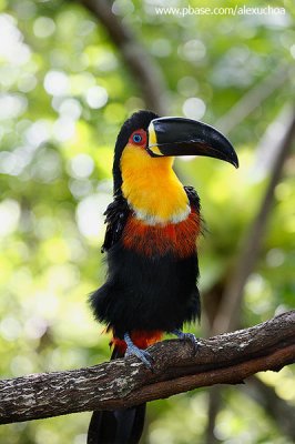 Tucano na mata atlntica, Baa de Paray, Rio de Janeiro_1292