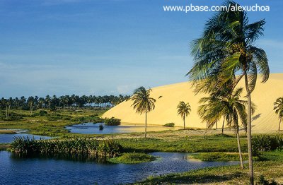 Coqueiros e dunas na praia do cumbuco.jpg