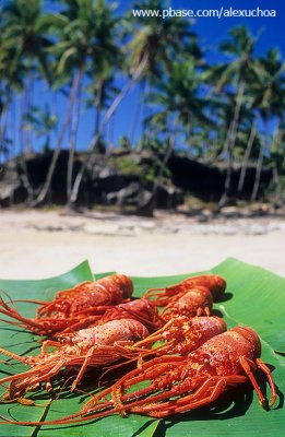 lagostas do seu guido - Praia da Cueira, Ilha de Boipeba, BA