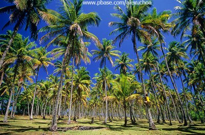 Nativo subindo coqueiro na Ilha de Boipeba.jpg