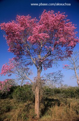 ipe rosa pantanal.jpg