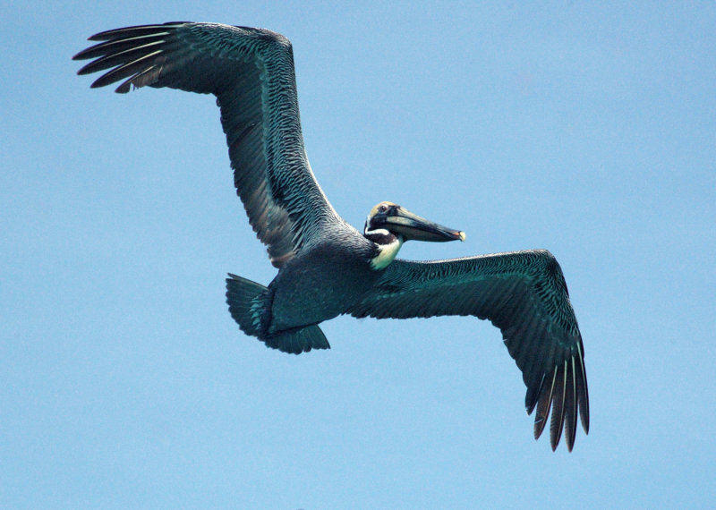 Brown Pelican - Isla Mujeres, Mexico