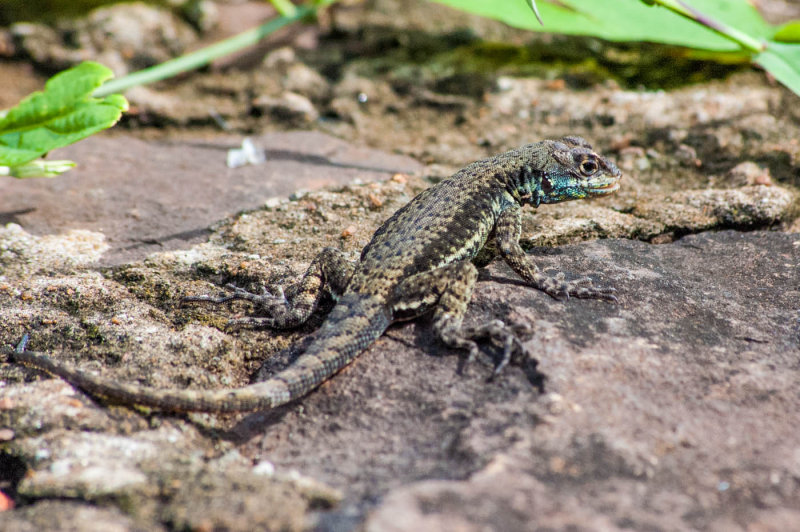 Brazilian Lizard - April 2011, Iguacu Falls