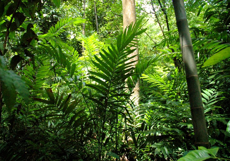 Tropical Forest at East Coast