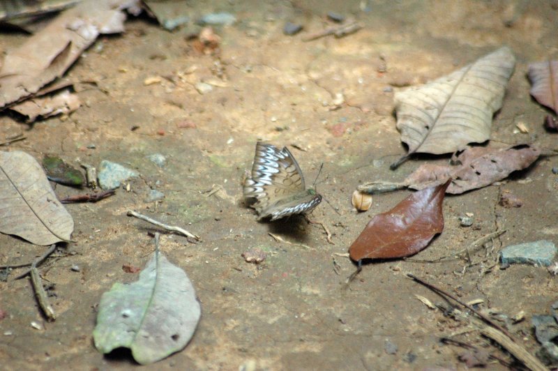 Malay Viscount Butterfly (Tanaecia pelea pelea)