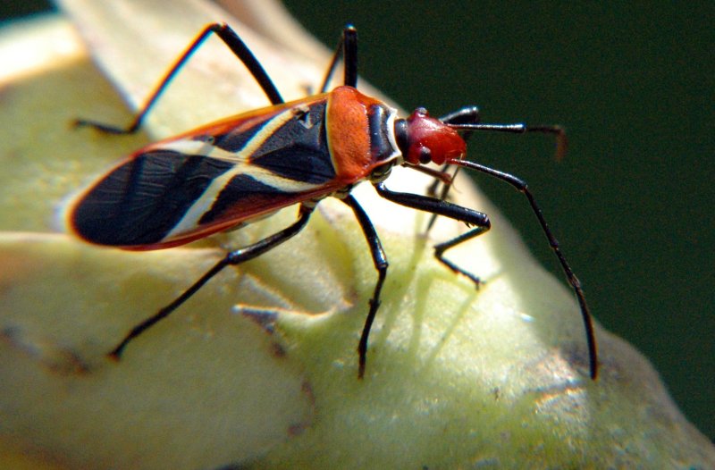 Thespesia Fire-bug (Dysdercus)