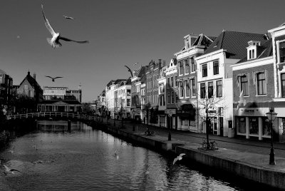 Leiden - Canal and Seagulls IV