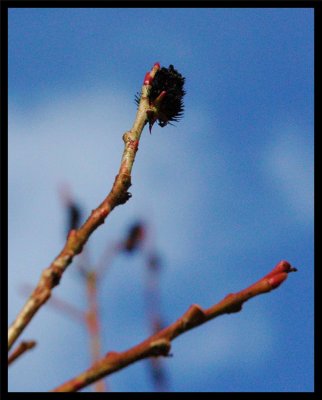 Black willow cat in Hortus Salix - Sendai, Japan