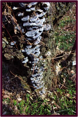 Black mushrooms in the hortus salix