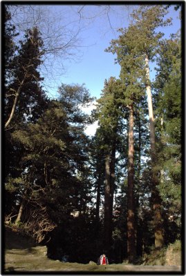 Big Japanese Cedars in the city of trees