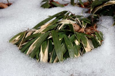 Little Bambu (Zasa) in the snow