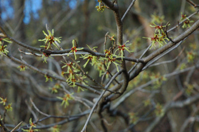 Hamamelis japonica (Japanese Witchhazel)