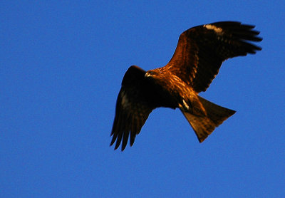 Black eared kite (Milvus migrant lineatus)