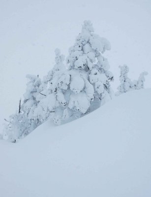 Yuhios (Snowtrees) of Sumikawa Zao