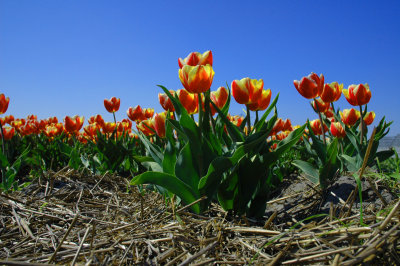 Field of tulips, Lisse, The Netherlands