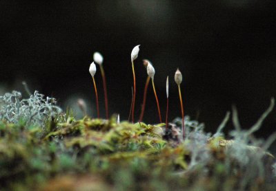 Flowering Moss - Laajavouri, Finland