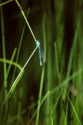 Agrion puella