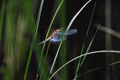 Vierflecklibelle