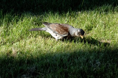 Wacholderdrossel (Krammetvogel)