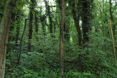 Herdecker Wald