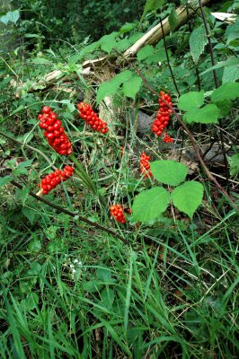 Arum maculatum (Aronstab)