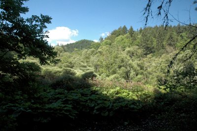 Deep forests near Achdorf,  fields of Petasites hybridus (foreground)
