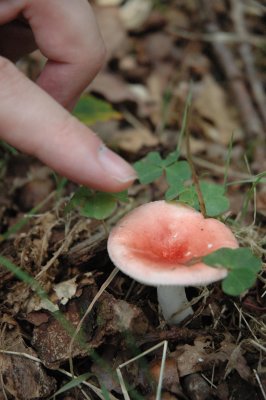 A mushroom
