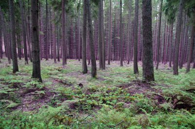 DSC_0087.JPG