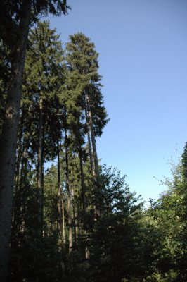 High fir trees