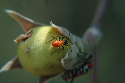 Young firebug on portia tree