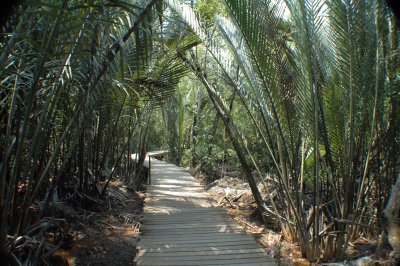 Nipah palm-tree forest