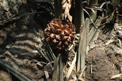 Seedling of the Nipah