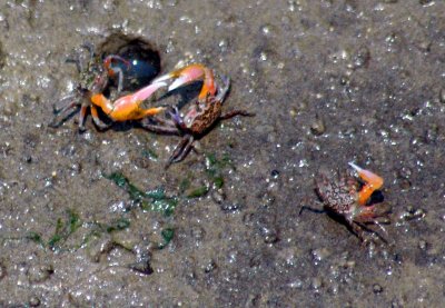 Male fiddler crabs (Uca sp.) fighting