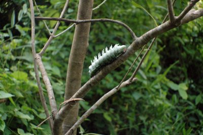 Caterpillar on the tree