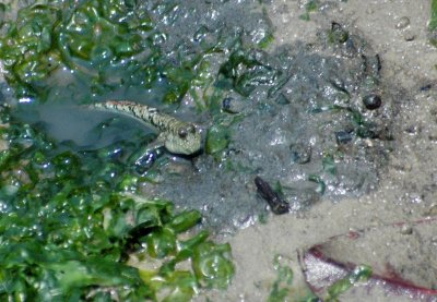 Gold-spotted mudskipper and seagrass