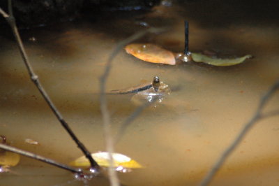 Giant mudskipper swimming