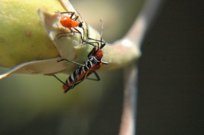 Firebug (Dysdercus simon) feeding on Portia tree (Thespesia populnea)