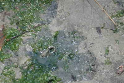 The gold-spotted mudskipper goes back into its mud-hole