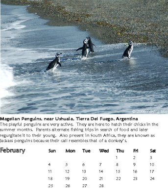 Magellan Penguins, near Ushuaia, Tierra Del Fuego, Argentina