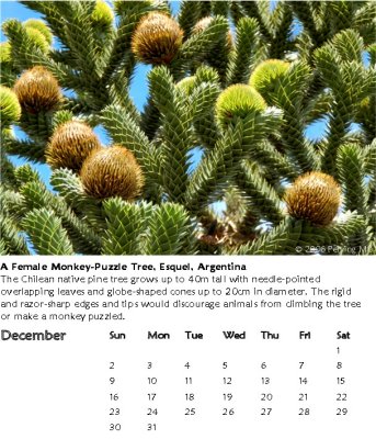 A Female Monkey-Puzzle Tree, Esquel, Argentina