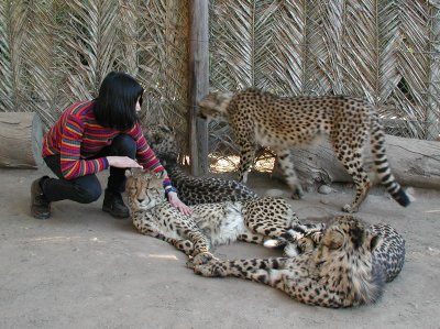 Cheetahs: 12 to 24 Months Old