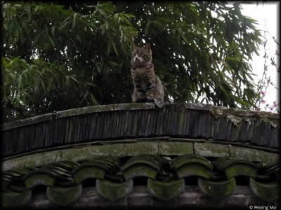 A cat watches the  flood of tourists