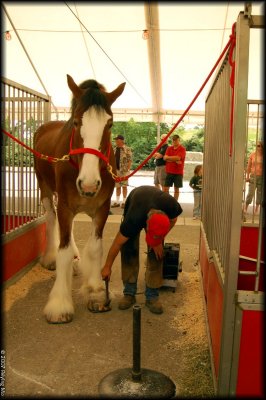 A Clydesdale is getting a pedicure