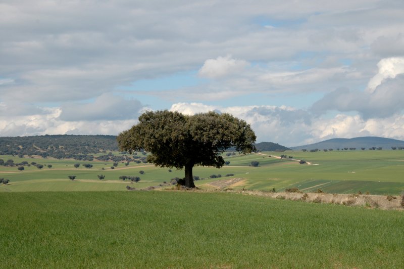 La encina