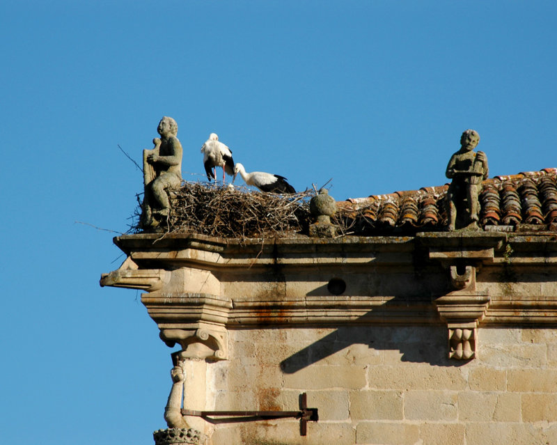 Storks