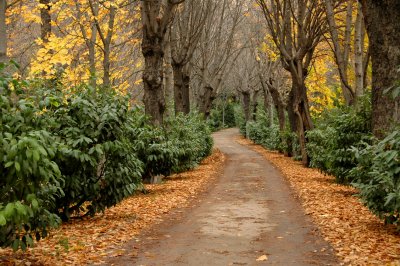 Paseo de los Celindos